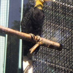 Wrinkled Hornbill (Aceros corrugatus)
