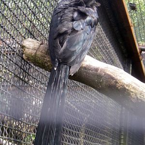 Long-tailed Hornbill (Berenicornis albocristatus)