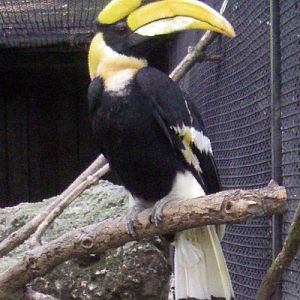 Great Indian Hornbill (Buceros bicornis)