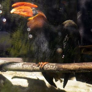 Rufous Hornbill (Buceros hydrocorax)