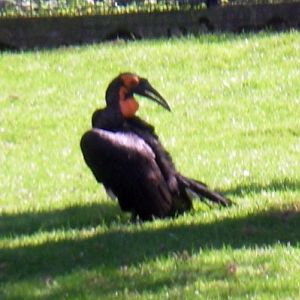 Southern Ground Hornbill (Bucorvus leadbeateri)