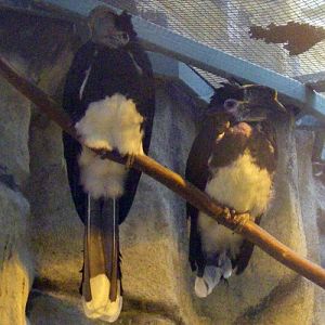 Trumpeter Hornbills (Bycanistes bucinator)