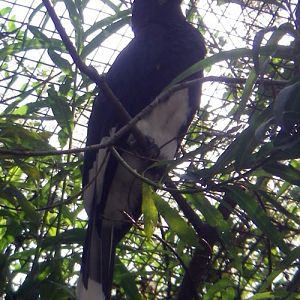Piping Hornbill (Bycanistes fistulator)