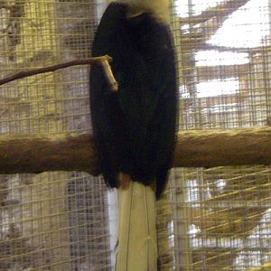 Visayan Tarictic Hornbill (Penelopides panini)