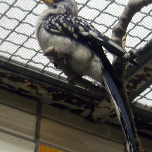 Southern Yellow-billed Hornbill (Tockus leucomelas)