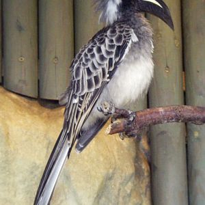 African Grey Hornbill (Tockus nasutus)