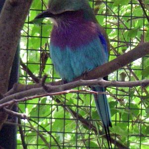 Lilac-breasted Roller (Coracias caudata)
