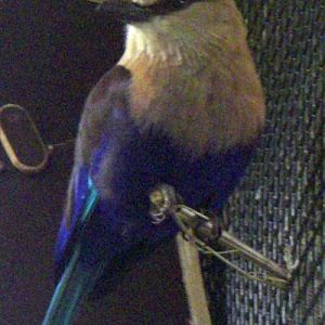 Blue-bellied Roller (Coracias cyanogaster)