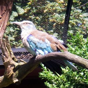 European Roller (Coracias garrulus)