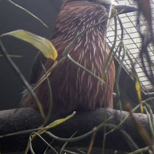 Purple-crowned Roller (Coracias naevia)