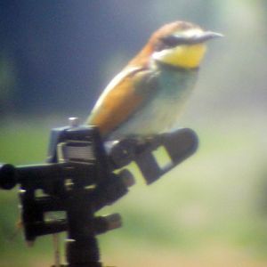 European Bee-eater (Merops apiaster)