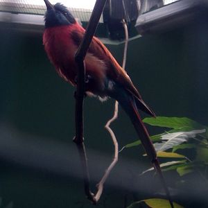 Northern Carmine Bee-eater (Merops nubicus)