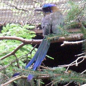 Blue-crowned Motmot (Momotus momota)