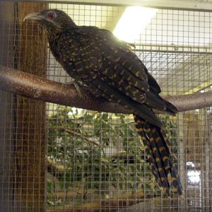 Asian Koel (Eudynamys scolopacea)