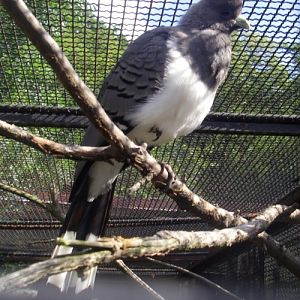 White-bellied Go-away Bird (Corythaixoides leucogaster)