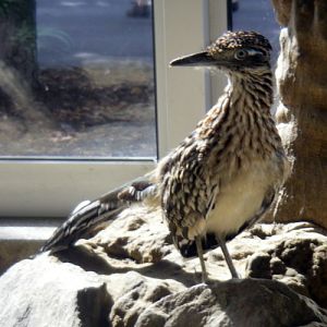 Greater Roadrunner (Geococcyx californianus)