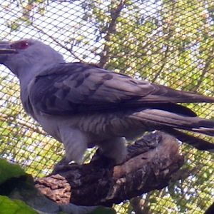 Channel-billed Cuckoo (Scythrops novaehollandiae)