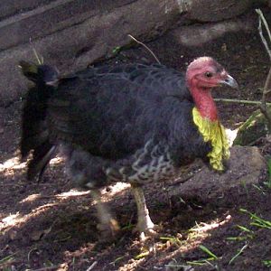 Brush Turkey (Alectura lathami)