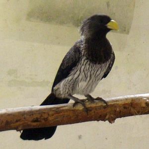 Western Plantain-eater (Crinifer piscator)