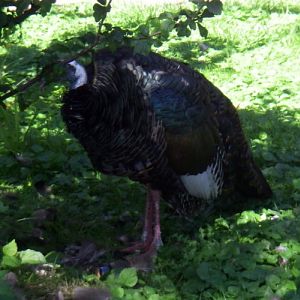 Ocellated Turkey (Meleagris ocellata)