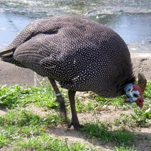 Helmeted Guineafowl (Numida meleagris)