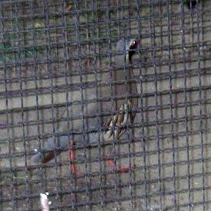 Philby's Rock Partridge (Alectoris philbyi)