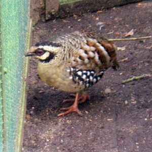 Bar-backed Hill Partridge (Arborophila brunneopectus)