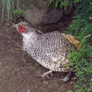 Cheer Pheasant (Catreus wallichii)