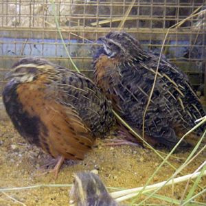 Harlequin Quails (Coturnix delegorguei)