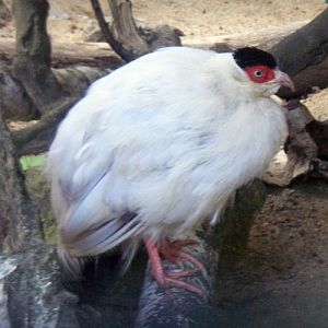 White Eared Pheasant (Crossoptilon crossoptilon)