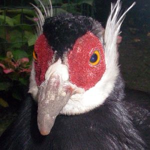 Brown Eared Pheasant (Crossoptilon mantchuricum)