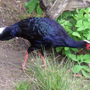 Vietnamese Pheasant (Lophura hatinhensis)