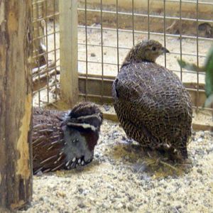 Madagascar Partridges (Margaroperdix madagarensis)