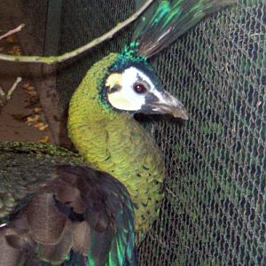 Green Peafowl (Pavo muticus)