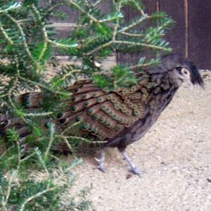 Malay Peacock Pheasant (Polyplectron malacense)