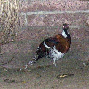 Elliot's Pheasant (Syrmaticus ellioti)