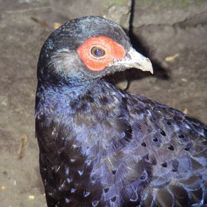 Mikado Pheasant (Syrmaticus mikado)