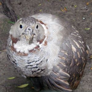 Himalayan Snowcock (Tetraogallus himalayensis)