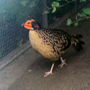 Cabot's Tragopan (Tragopan caboti)