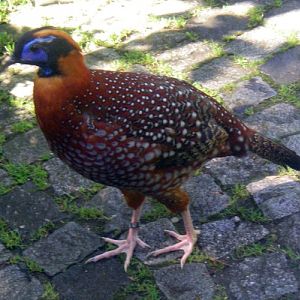 Temminck's Tragopan (Tragopan temminckii)