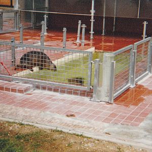 Holding pen Harbour seal