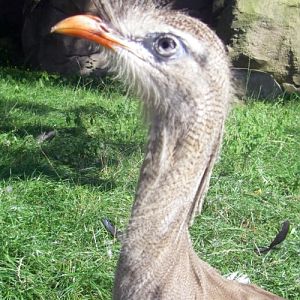 Red-legged Seriema (Cariama cristata)