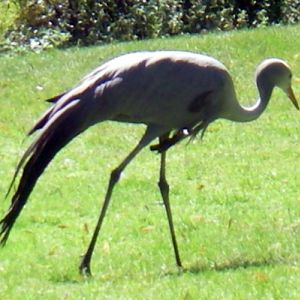 Stanley Crane (Anthropoides paradisea)