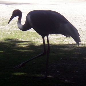 Sarus Crane (Grus antigone)