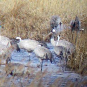 Common Cranes (Grus grus)