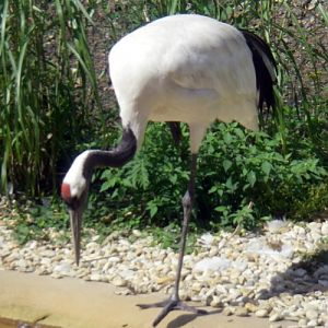 Red-crowned Crane (Grus japonensis)