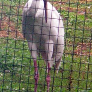 Siberian Crane (Grus leucogeranus)