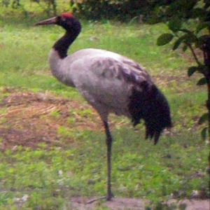 Black-necked Crane (Grus nigricollis)