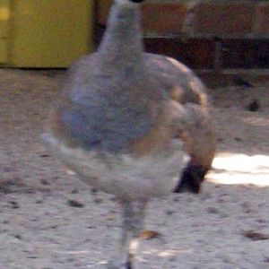 Senegal Bustard (Eupodotis senegalensis)