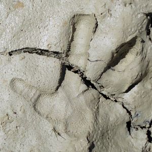 Great Bustard (Otis tarda) step